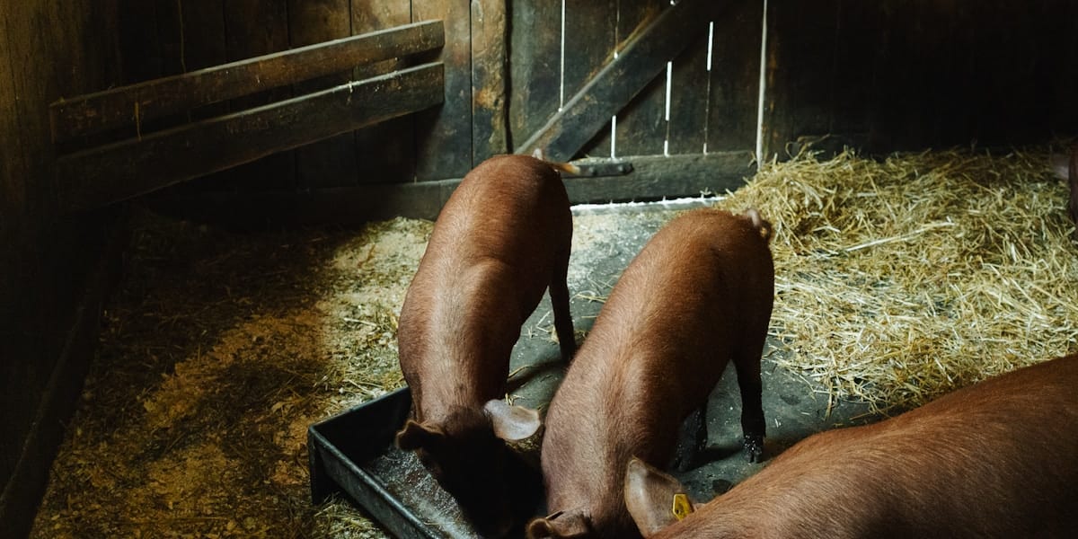 Alternative Pig Feeds Philippines: Cut Costs 30-40%