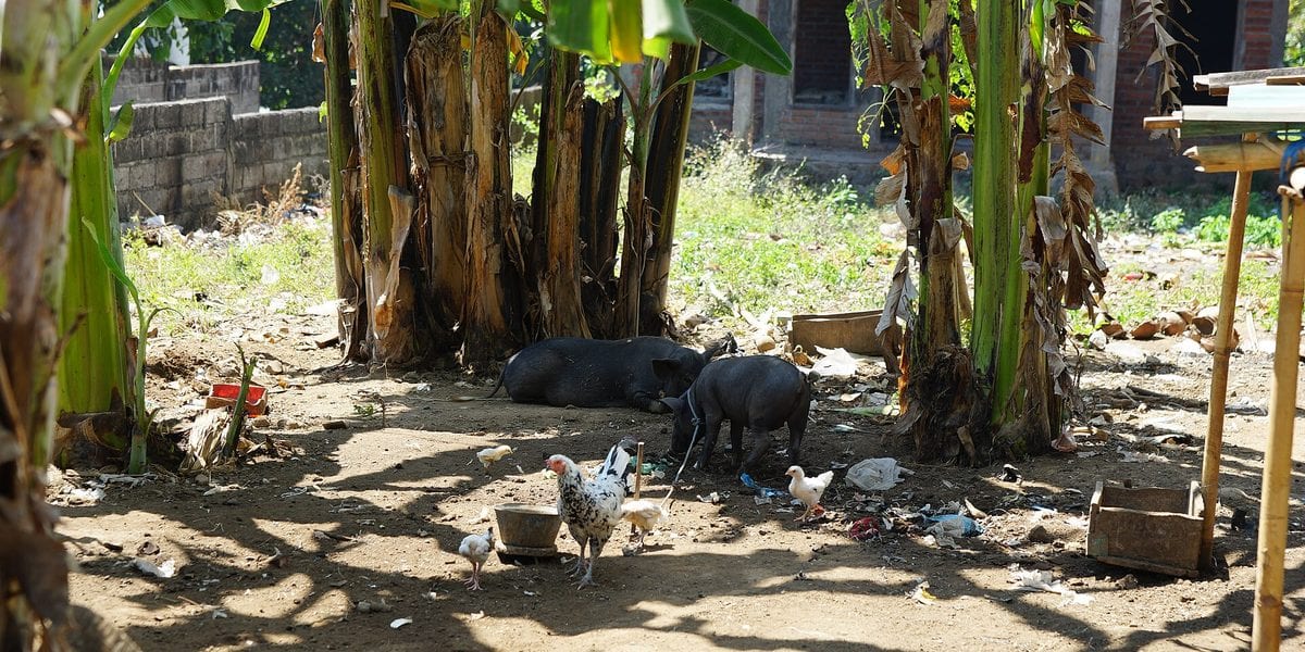 Can You Raise Pigs in a Small Backyard in the Philippines?