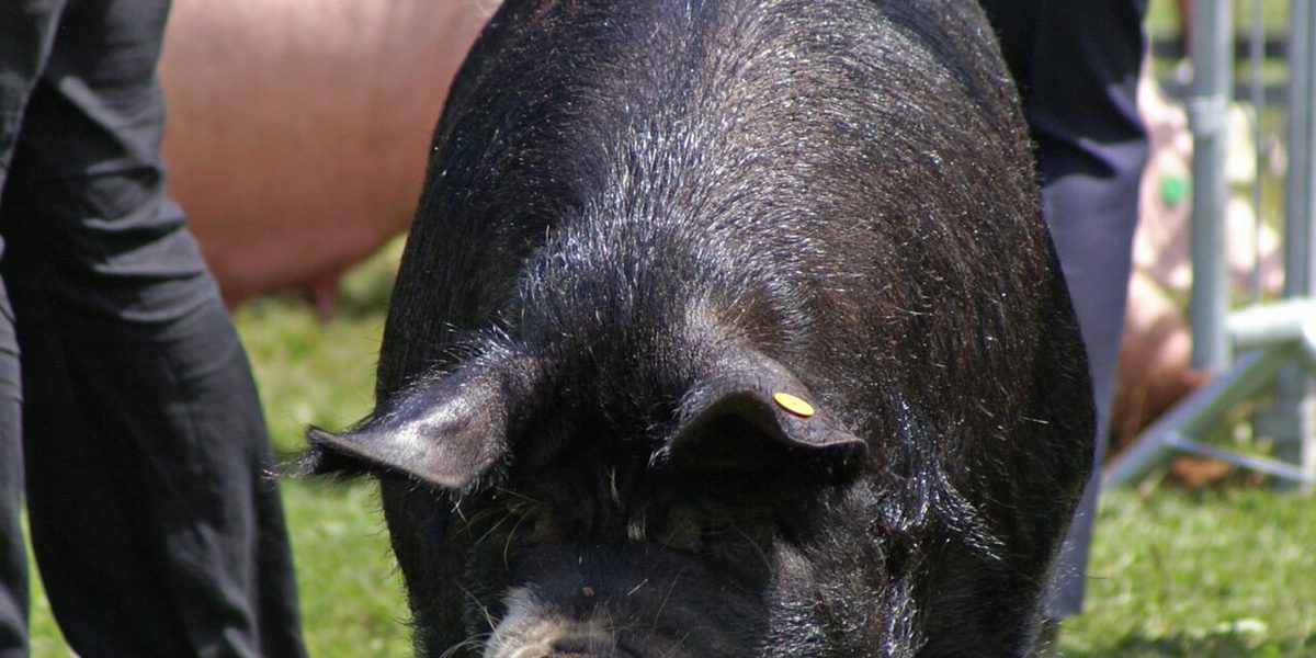 Swollen Vulva In A Pig: Heat, Pregnant, Or Sick?
