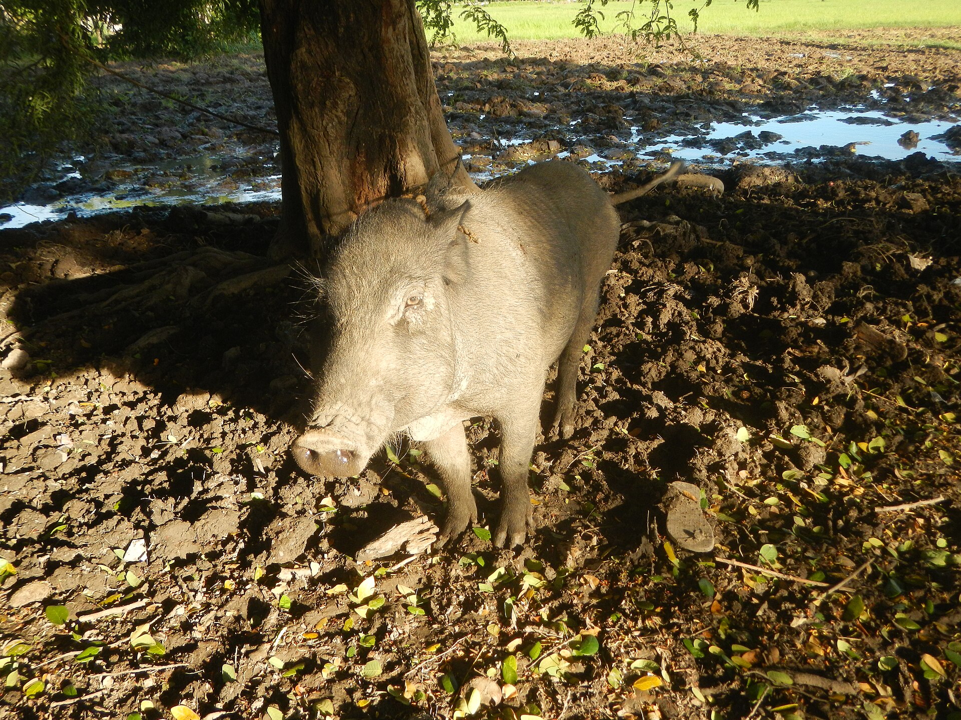 Pasalo Piggery: How to Evaluate a Pig Farm Takeover (Philippines, 2026)