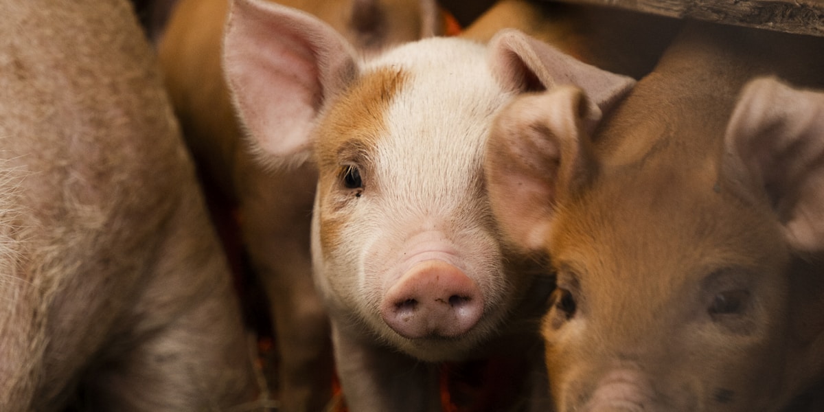 Piglet & Crossbreed Pig Prices Philippines 2026