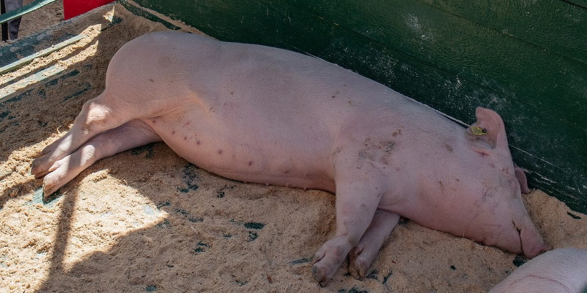 How Long Before a Pig Is Ready to Sell in the Philippines
