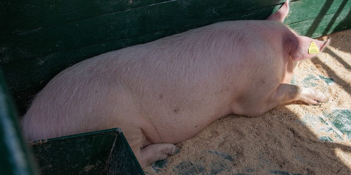 Hybrid (3-Way Cross) vs Purebred Pig: Which to Raise in the Philippines? (2026)