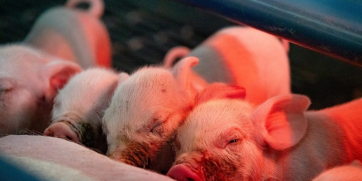 Savaging Sow: When She Eats Her Own Piglets