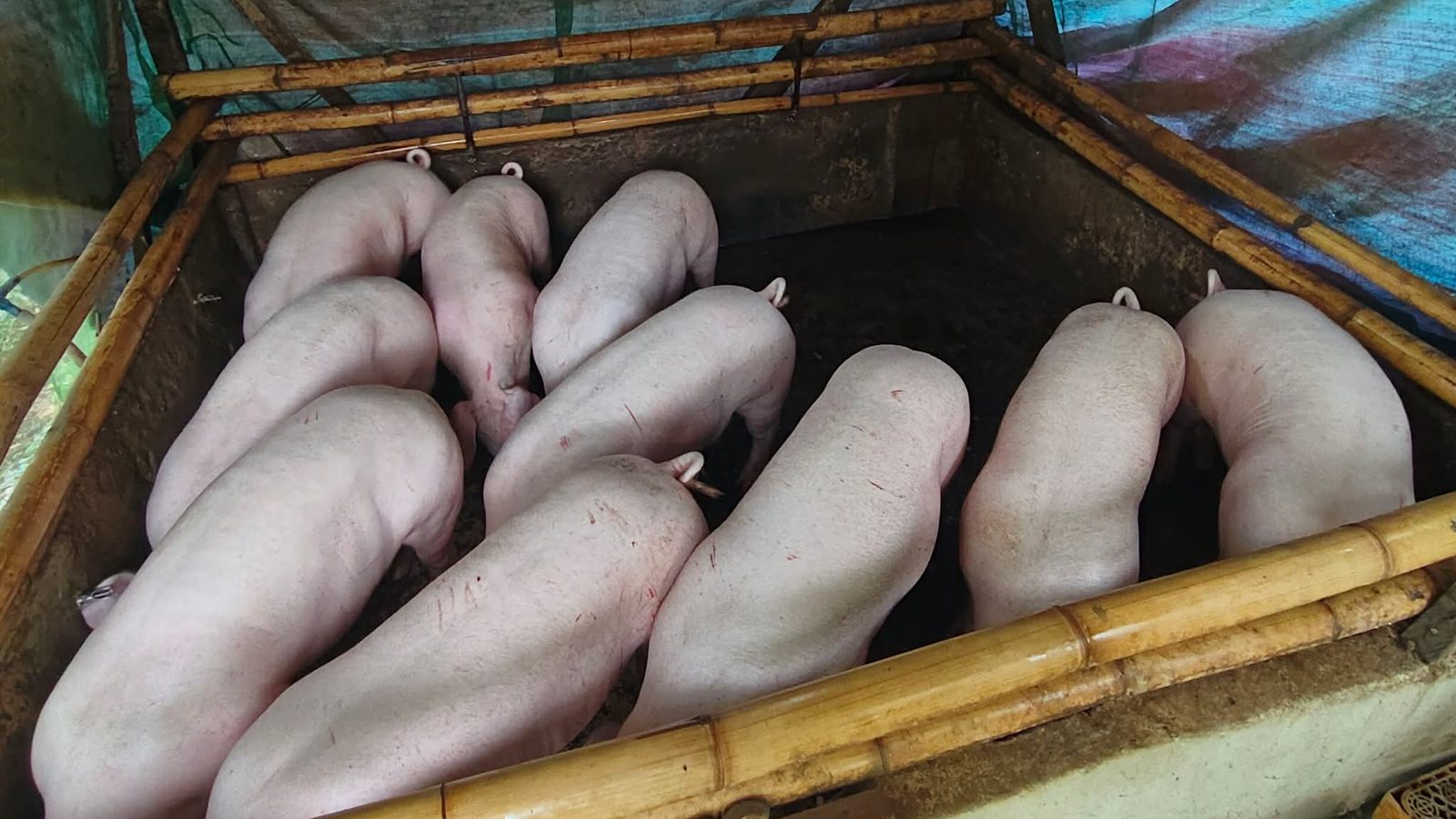 How to Build a Backyard Piggery in the Philippines: Design, Cost, and What Actually Matters
