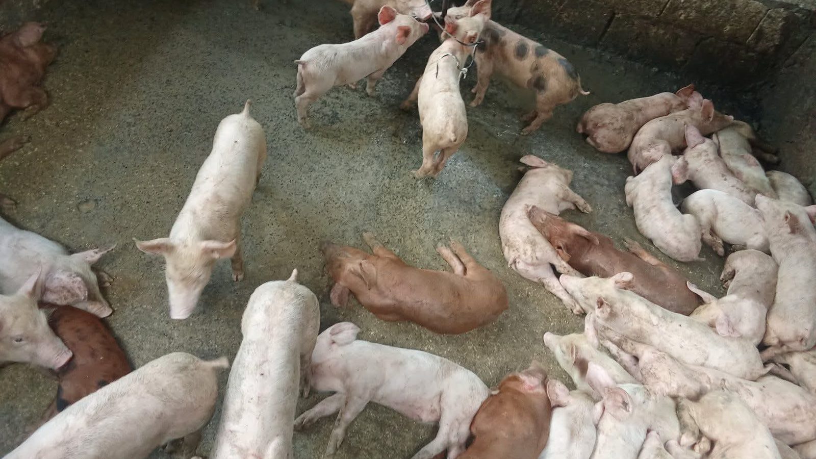 Many pigs of different sizes in one concrete pen, seen from above