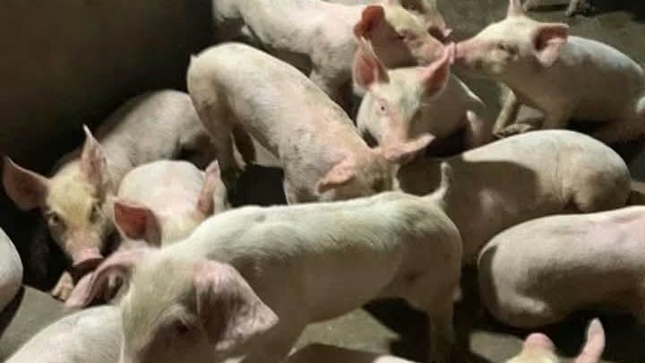 Many weaners crowded together in a concrete pen
