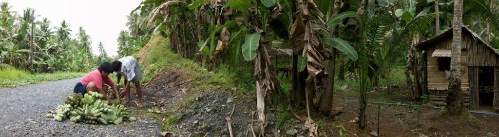 OWWA EDLP Loan for Piggery: OFW Guide to Pig Farming Capital (2026)