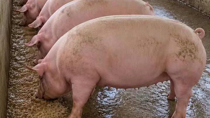 Large white finisher pigs eating at a concrete trough in an open shed