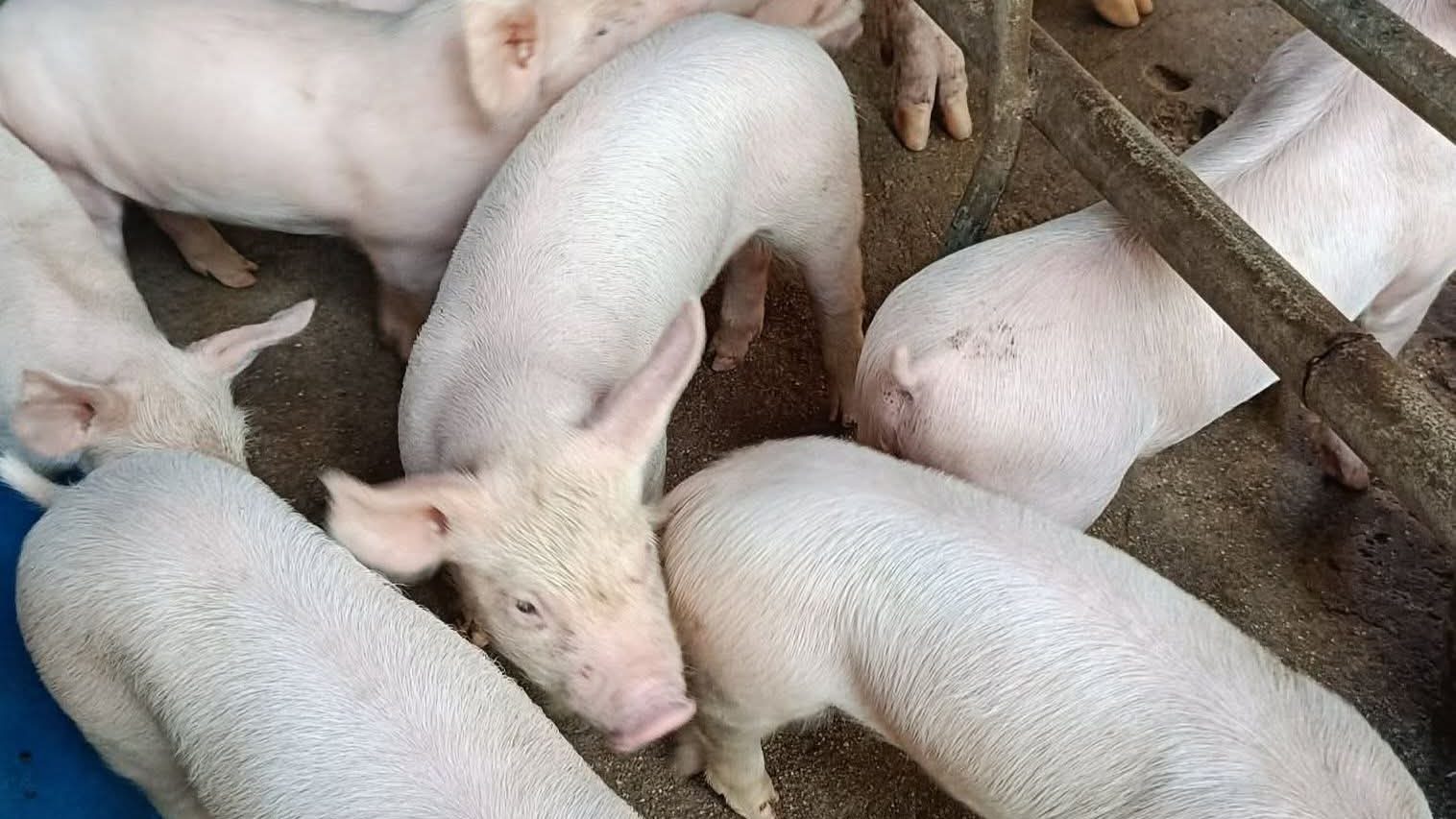 White growers eating at a feeder
