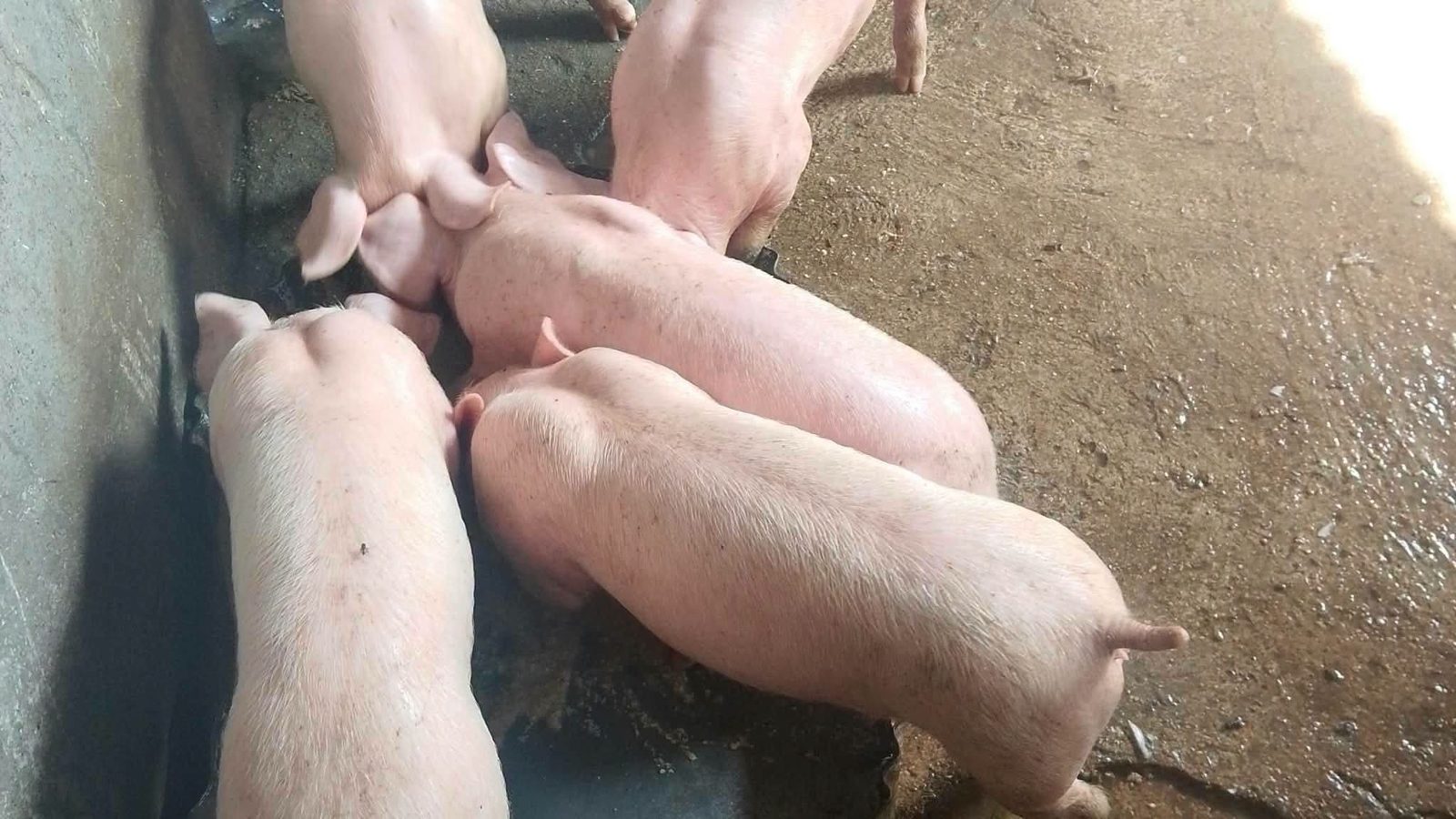 Growers eating at a corner trough, with feed on the floor