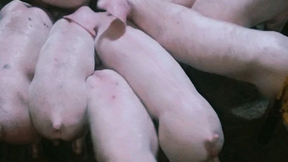 Pig Prolapse First Aid: Rectal, Vaginal, And Uterine