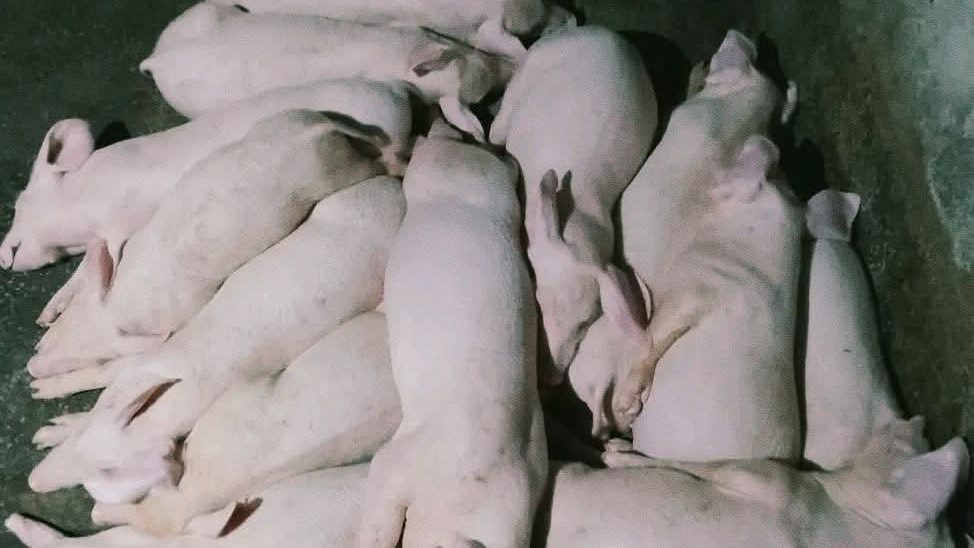 DA SAAD Free Pig Program: How Phase 2 Actually Works (Philippines, 2026)
