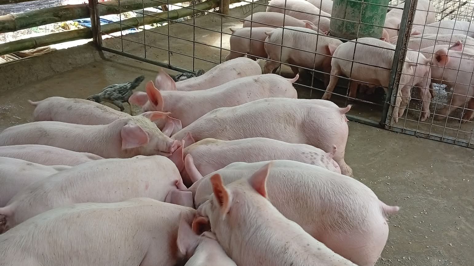 Growers crowding around a round feeder in a steel and bamboo pen