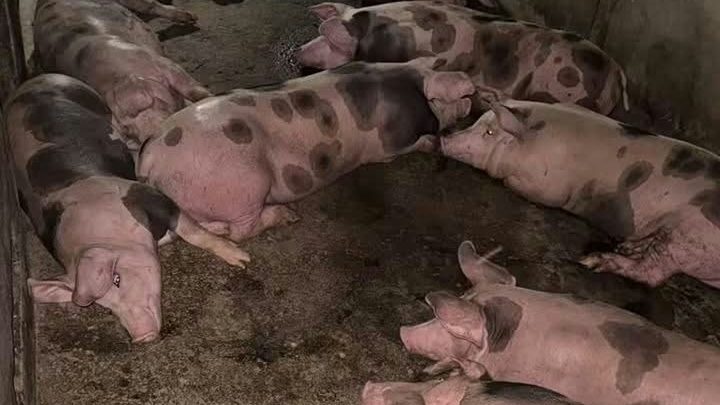 Spotted crossbred pigs resting in a pen