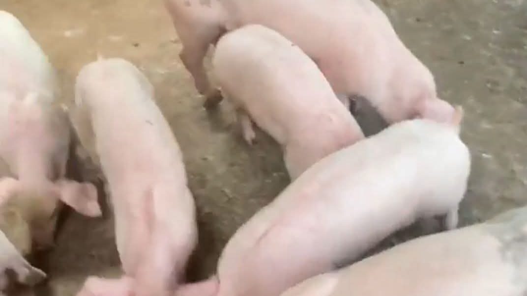 Pigs feeding on a bare concrete pen floor