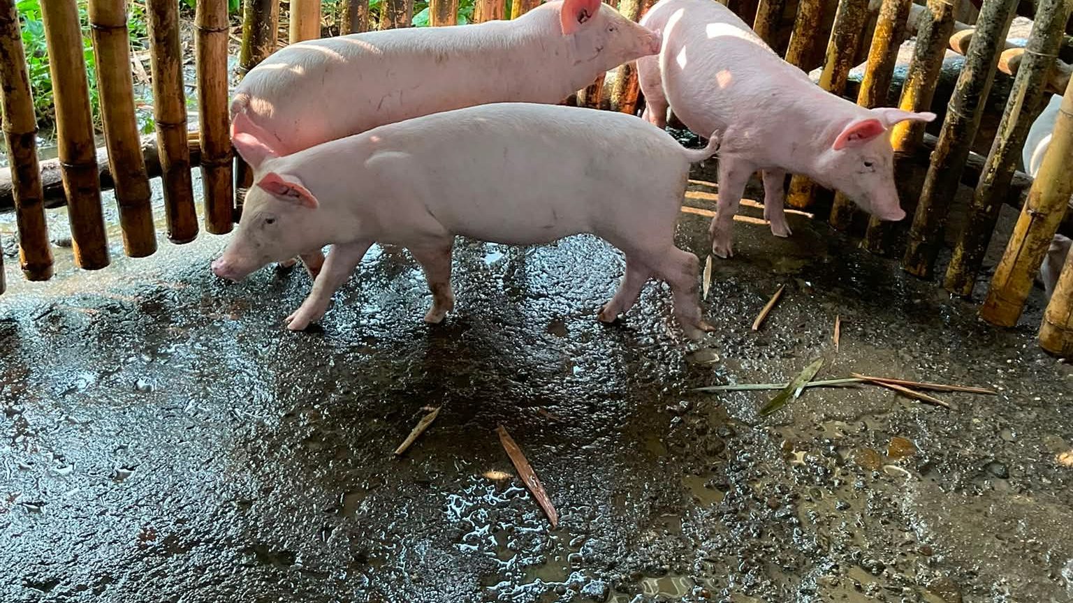 Two pigs walking on a wet, slippery concrete floor in a bamboo pen