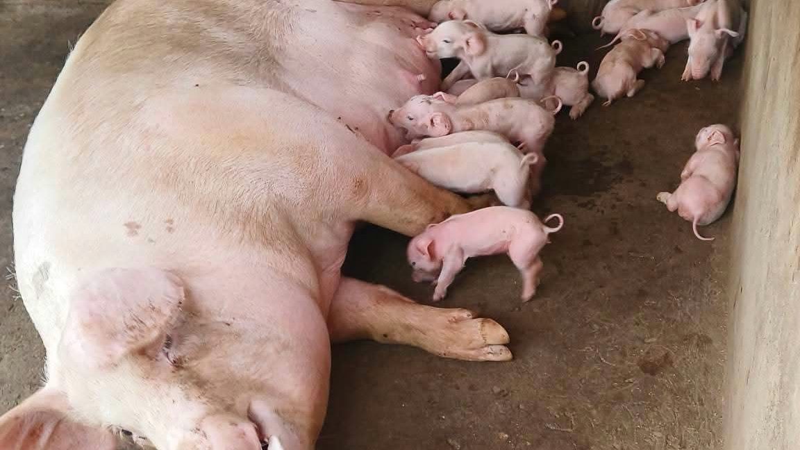 Sow lying on a concrete floor with several piglets wandering away from her