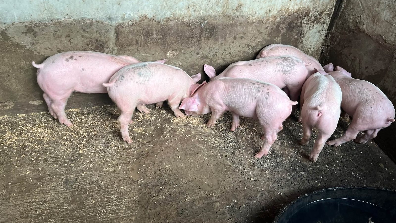Weaners eating feed scattered on a concrete floor