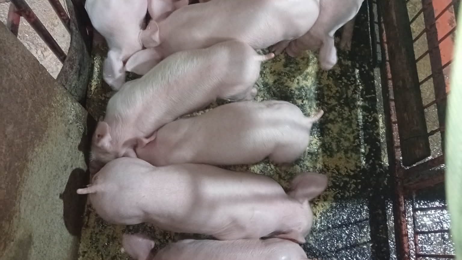 Weaners packed side by side in a narrow metal pen