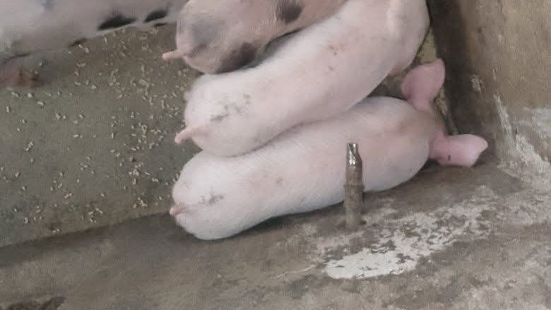 Weaners next to a nipple drinker mounted low on a pen wall