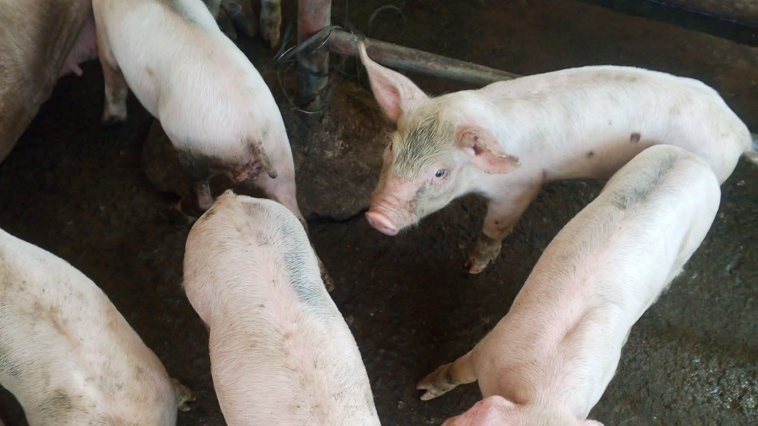 Weaners in a concrete pen with a steel pipe partition