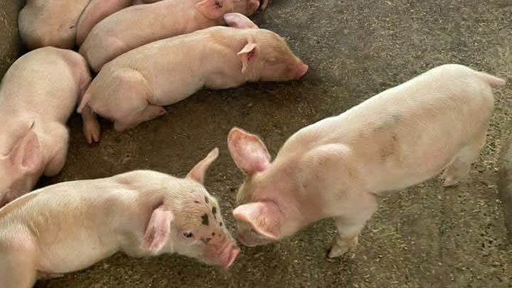 Alert pink weaners standing in a sunlit pen