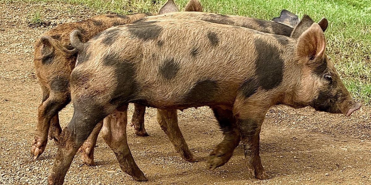 Contract Growing ng Baboy: Monterey vs CPF vs Co-op