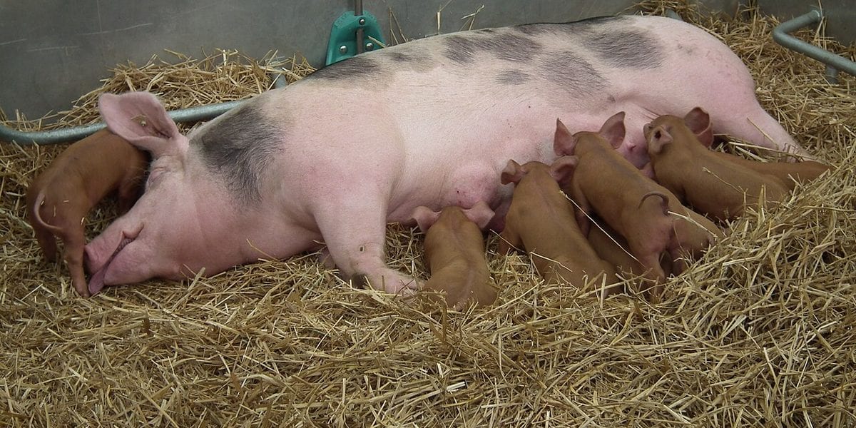 Sow Not Letting Piglets Nurse: MMA In PH Backyard Pigs