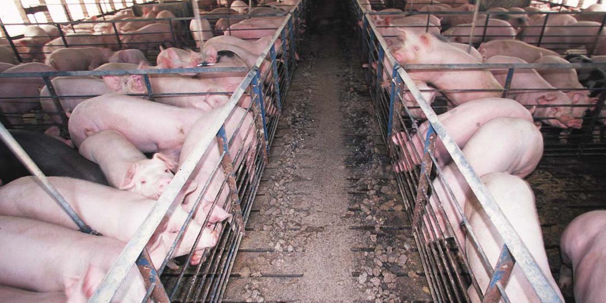 How to Deworm Pigs in the Philippines