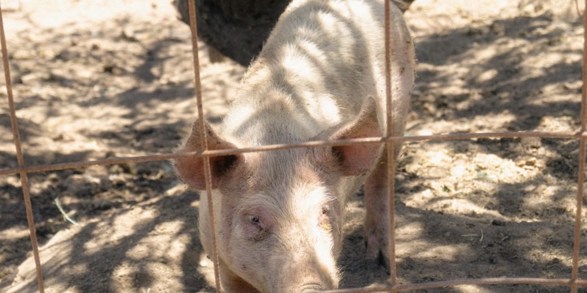Pig Diseases Philippines: Symptoms, What Causes Them, and What To Do
