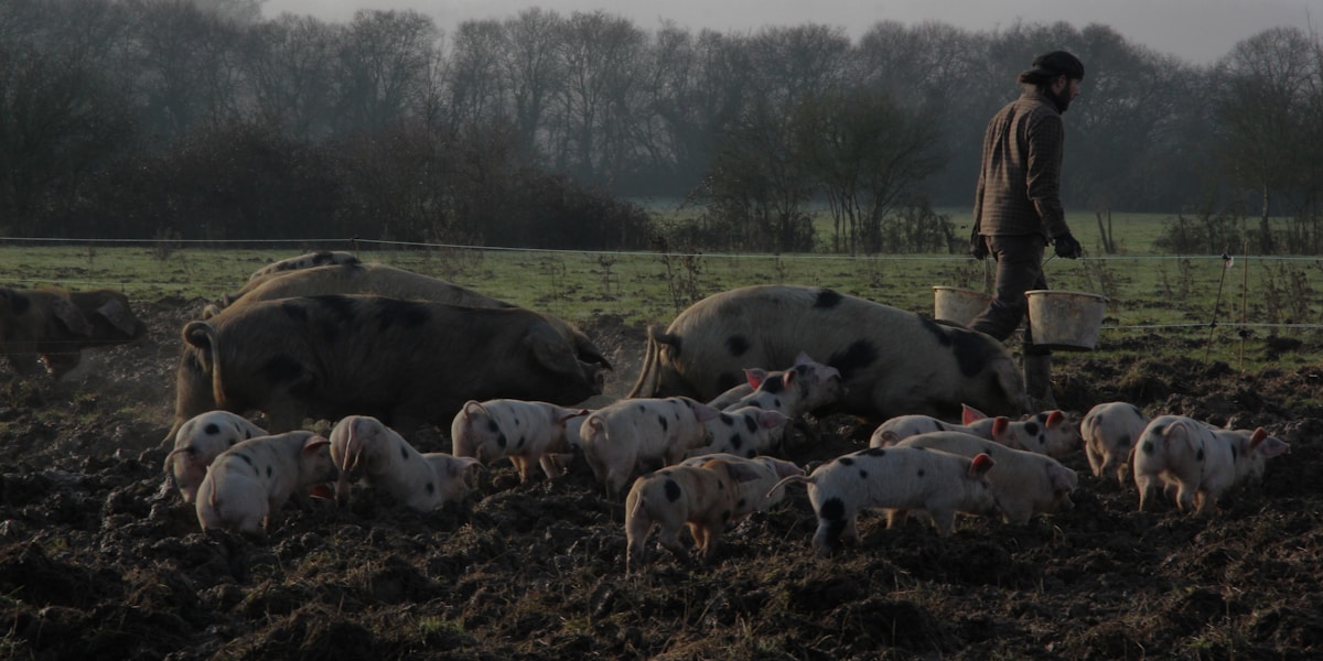 Pig Feed Formulation: Cut Costs With Local Ingredients