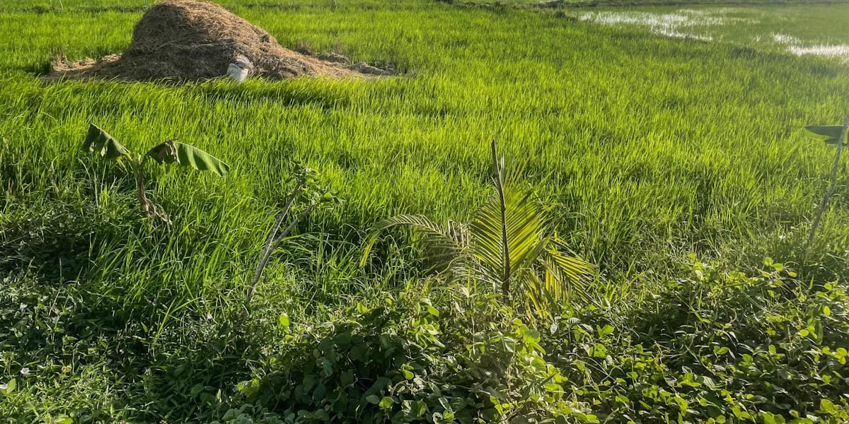 Kita Gikan sa Hugaw: How to Turn Pig Manure Into Fertilizer and Income
