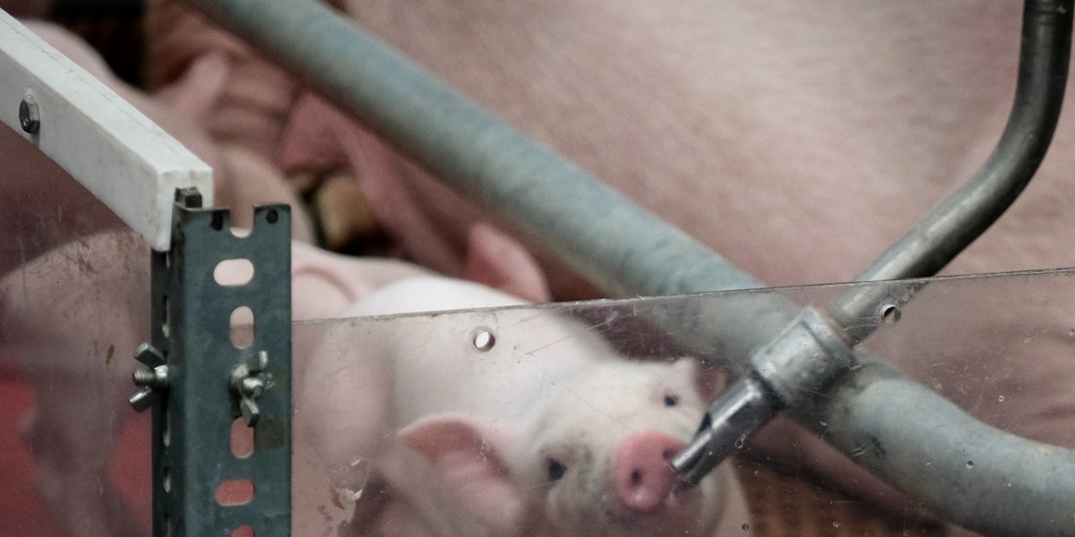 Unsa ang Pinakamaayo nga Salog sa Tangkal? Best Flooring for a Pig Pen in the Philippines