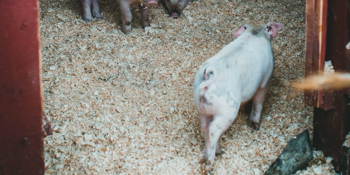 Pig Skin Problems: Identify and Treat (Philippines)