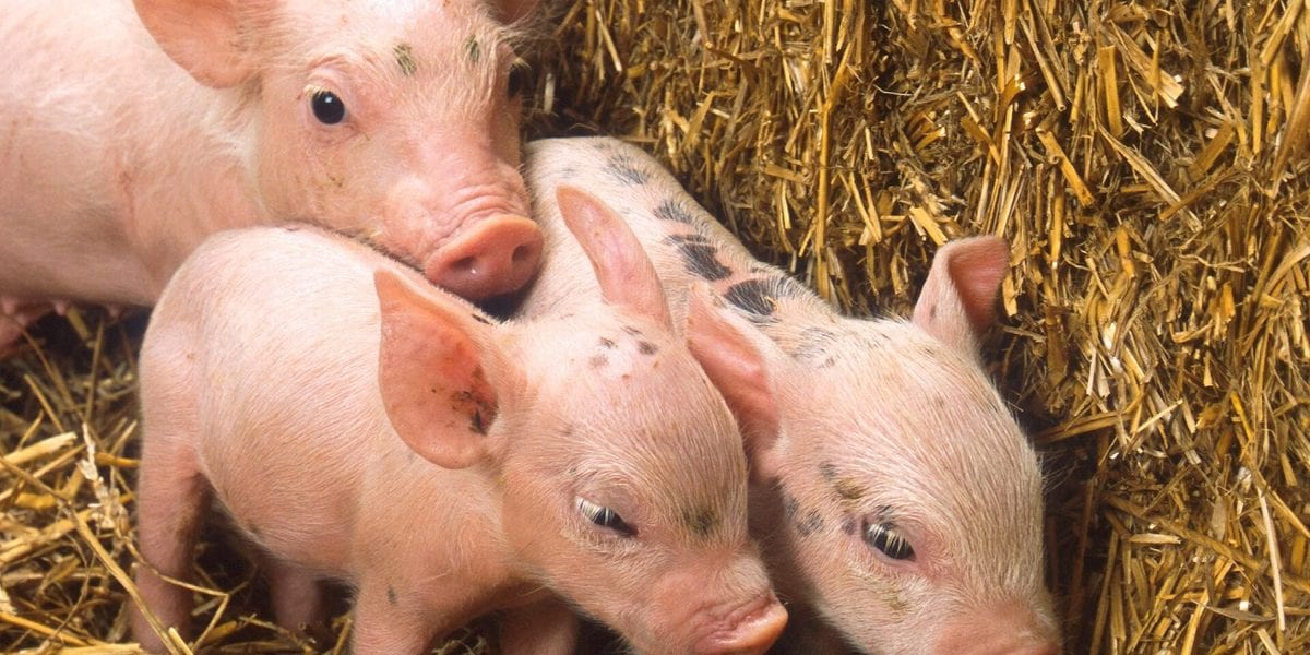 Best Age to Buy Piglets for Fattening in the Philippines