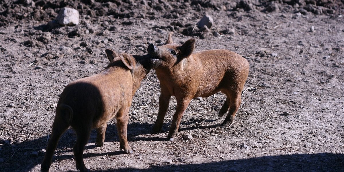 Why Piglets Die in the First Week (And How to Stop It)