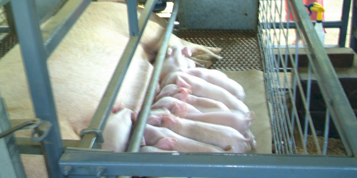 Sow vs Fattener Pig: Which Earns More in the Philippines? (2026)