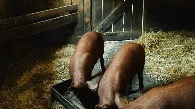 Alternative Pig Feeds Philippines: Cut Costs 30-40%