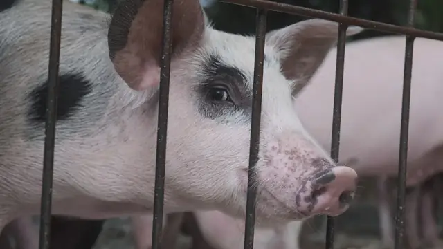 ASF Recovery Era: Biosecurity That Actually Works