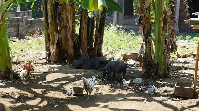 Can You Raise Pigs in a Small Backyard in the Philippines?