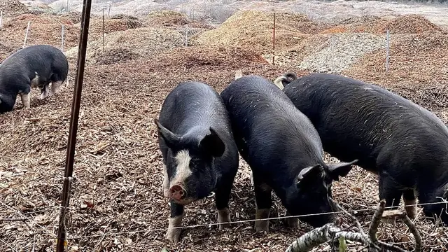 Pig Farm Payback Period Philippines: Kailan Bawi ang Puhunan?