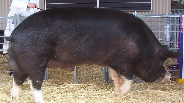 Best Pig Breeds for Small Farmers in the Philippines
