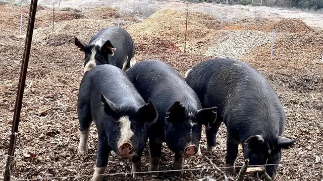 Berkshire vs Duroc Pig: Which Wins the Lechon Market? (Philippines 2026)