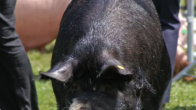 Swollen Vulva In A Pig: Heat, Pregnant, Or Sick?