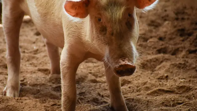 How Much Does It Cost to Raise a Pig in the Philippines?