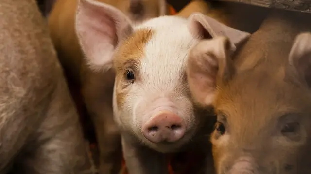 Piglet & Crossbreed Pig Prices Philippines 2026