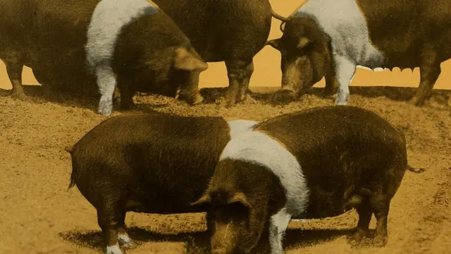 Duroc vs Hampshire Pig: Which Terminal Sire for Philippine Farms? (2026)
