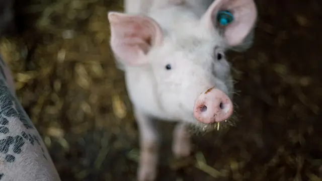 Pig Feed Consumption Chart by Weight (Starter to Finisher)