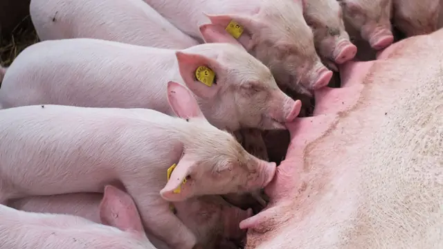 Real Cost of Pig Feed in the Philippines (2026)